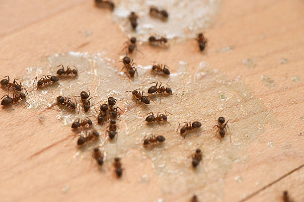 Best Best Pest Control Companies  in San Carlos, TX